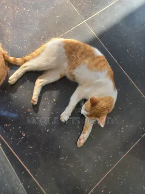 3-6 months Female Purebred American Shorthair