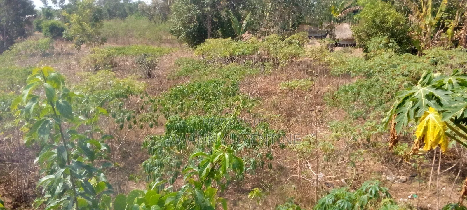 Plot on Sale in Amuca