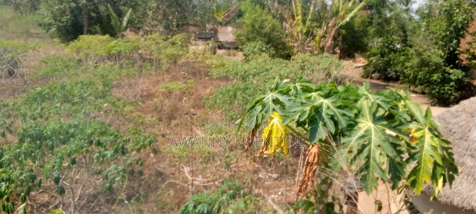 Plot on Sale in Amuca