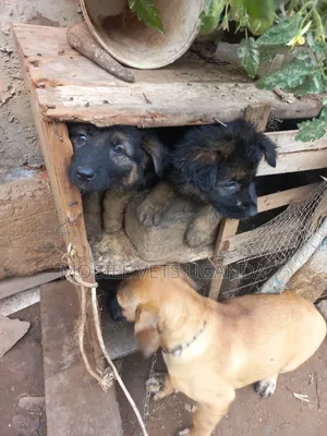 1-3 months Male Purebred Boerboel
