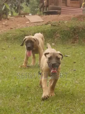 3-6 months Male Purebred Boerboel