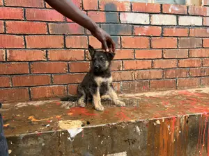 1-3 months Male Purebred German Shepherd