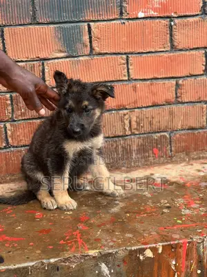 1-3 months Male Purebred German Shepherd