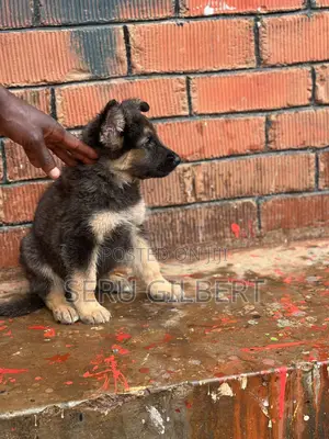 1-3 months Male Purebred German Shepherd