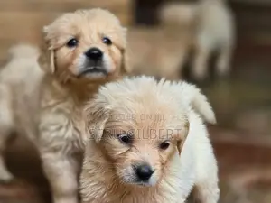 1-3 months Male Purebred Golden Retriever
