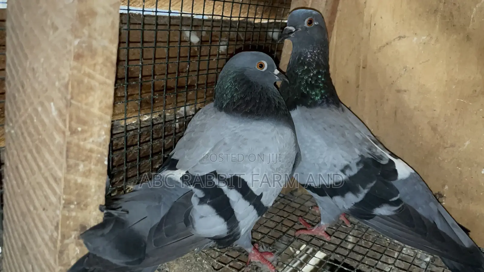 Racing Homer Pigeon