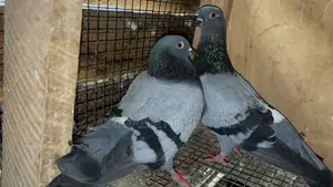 Racing Homer Pigeon