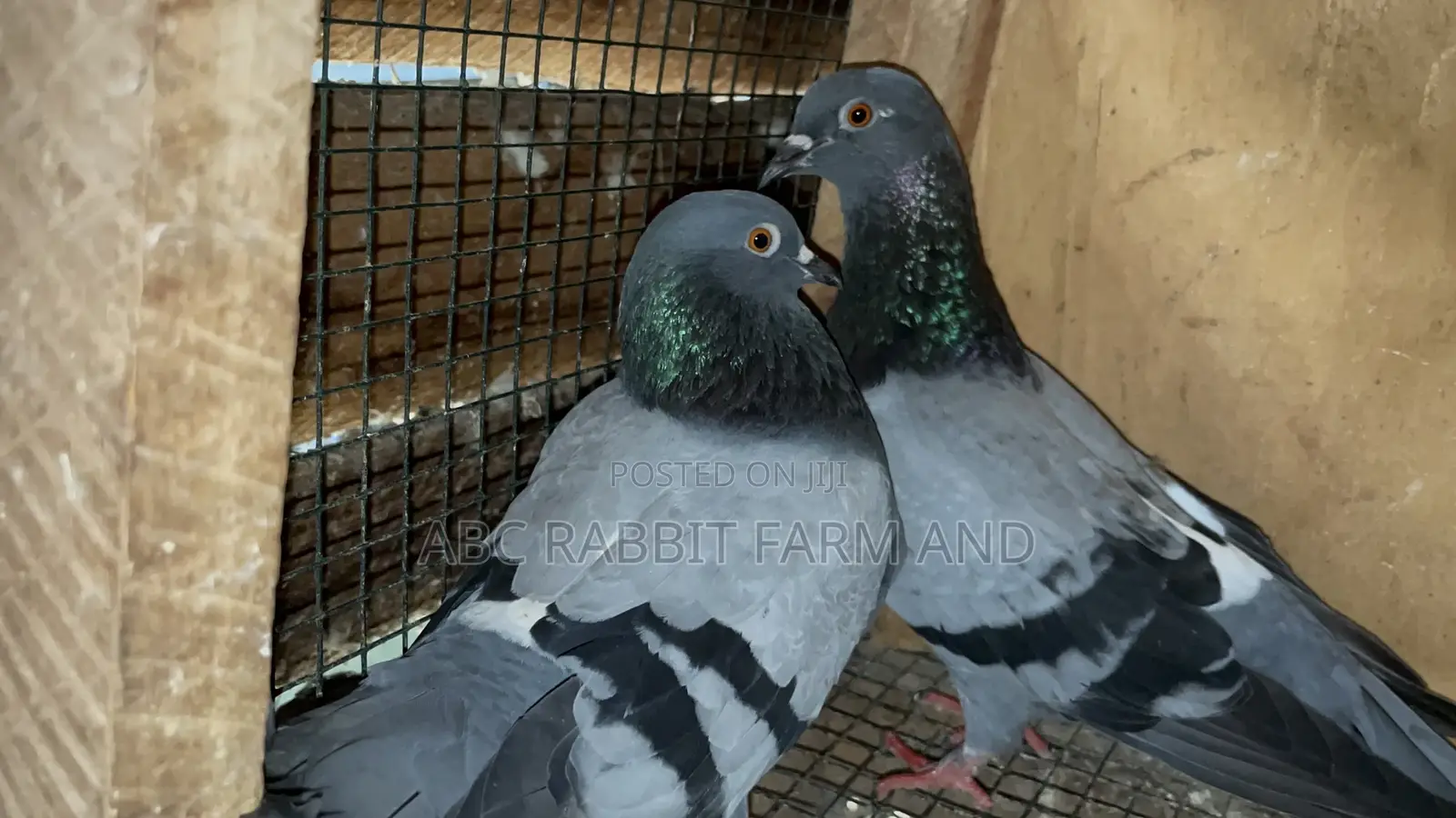 Racing Homer Pigeon