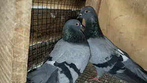 Racing Homer Pigeon