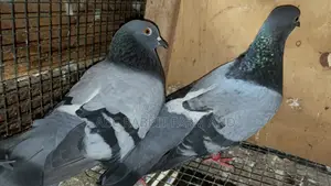 Racing Homer Pigeon