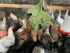Local Chicken Top Quality Breed 3-4 Months Old