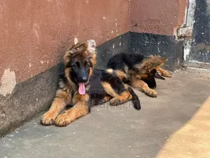 3-6 months Male Purebred German Shepherd