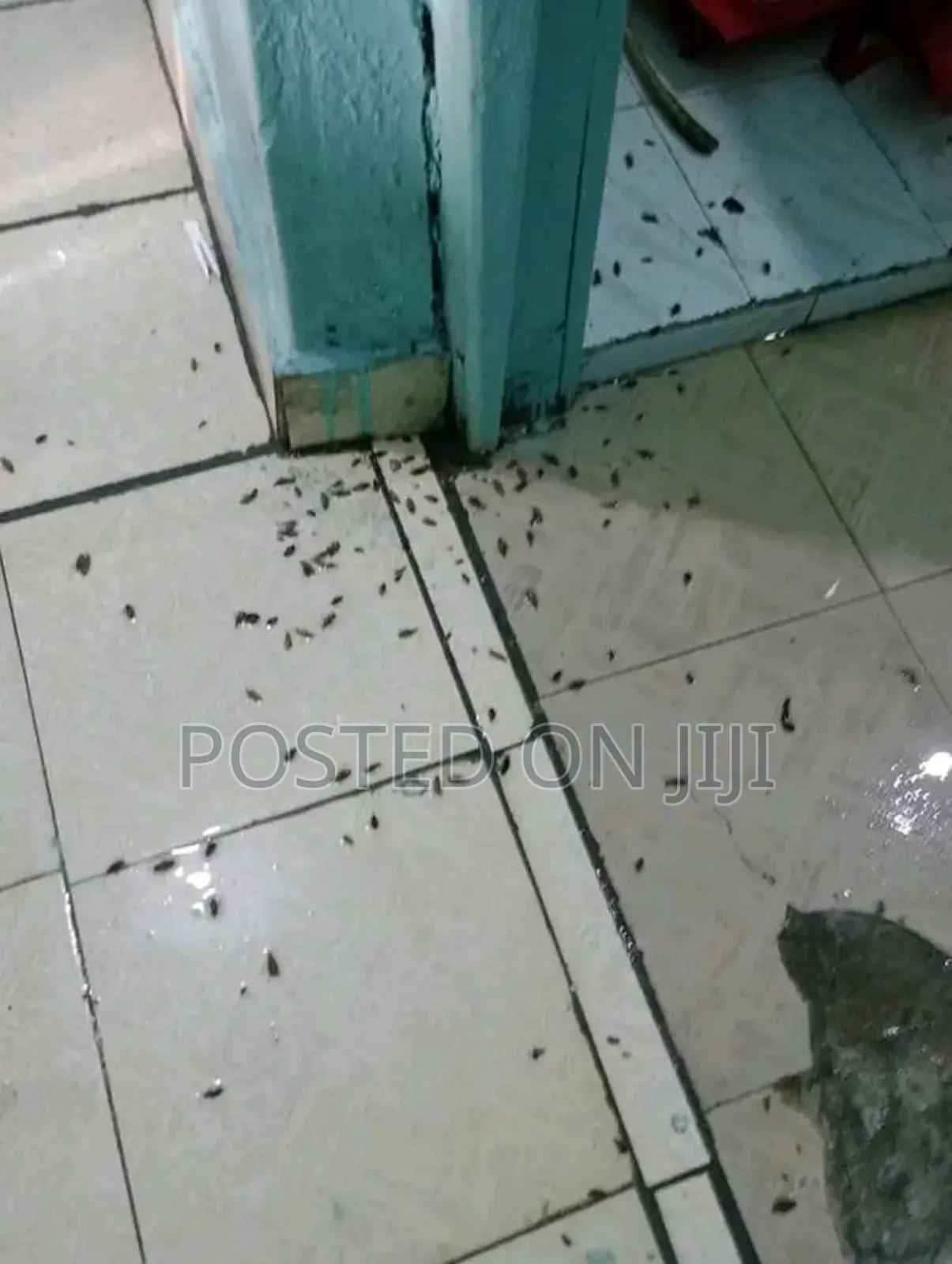 Fumigation Services