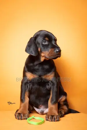 1-3 months Male Purebred Rottweiler