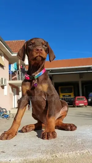 1-3 months Male Purebred Doberman Pinscher
