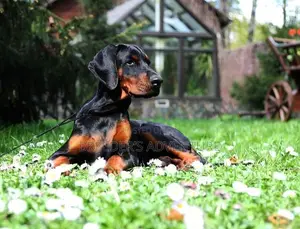 3-6 months Female Purebred Doberman Pinscher