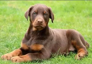 1-3 months Male Purebred Doberman Pinscher