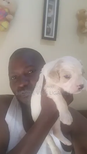 1-3 months Male Purebred Cocker Spaniel