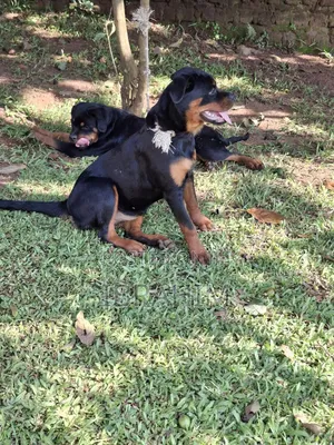 3-6 months Male Purebred Rottweiler