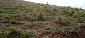 100*100 Plots for Sale in Kakoba Buremba Mbarara City
