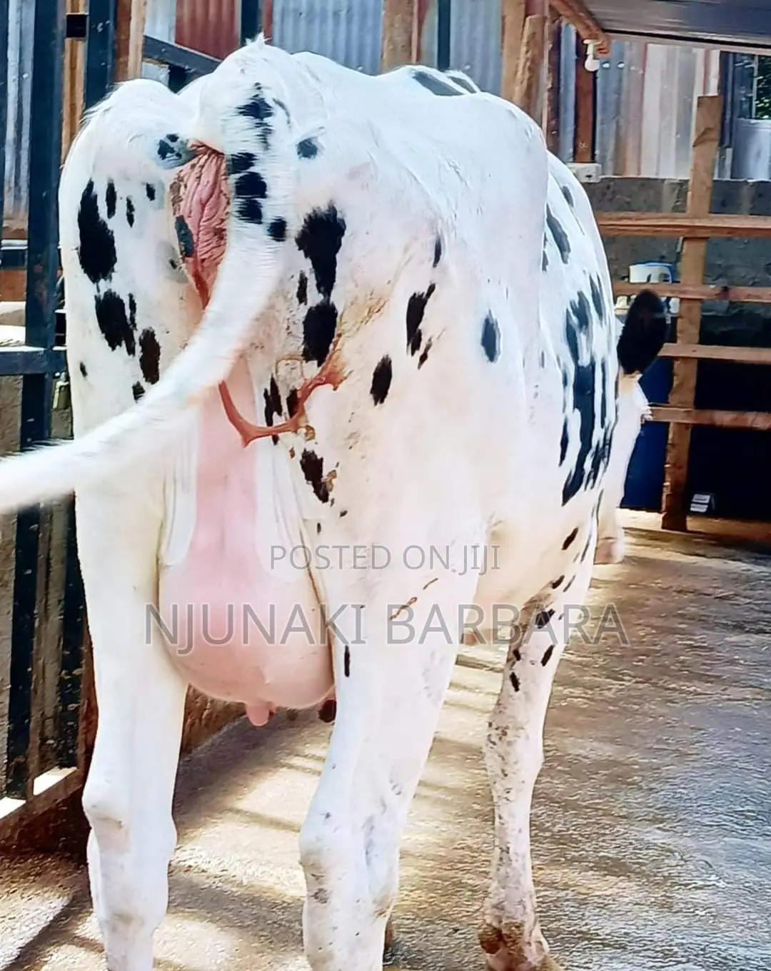 All Dairy Breeds