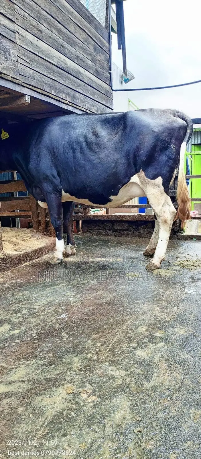 All Dairy Breeds