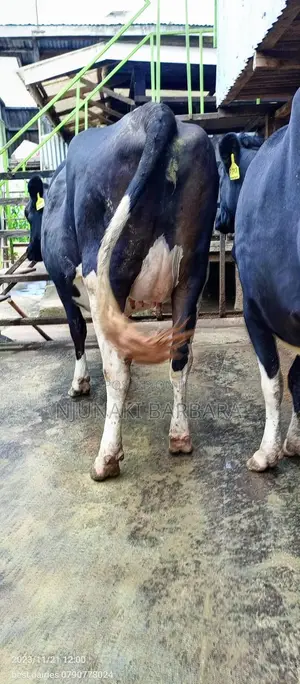 All Dairy Breeds