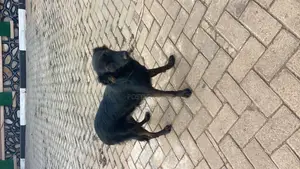 6-12 months Female Mixed Breed German Shepherd