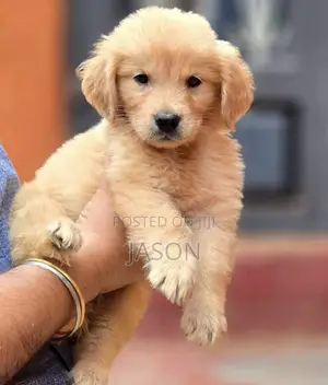 1-3 months Male Purebred Golden Retriever