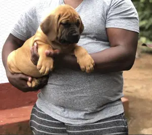 1-3 months Male Purebred Boerboel