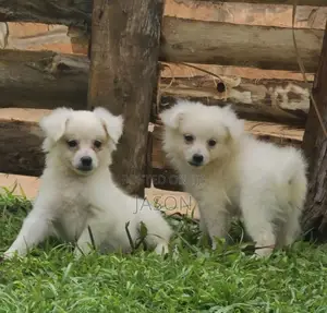 1-3 months Male Purebred Japanese Spitz