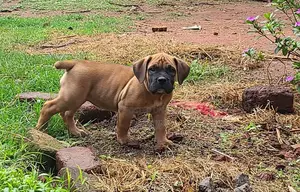 1-3 months Male Purebred Boerboel