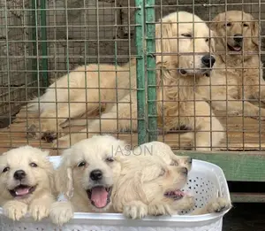 1-3 months Male Purebred Golden Retriever
