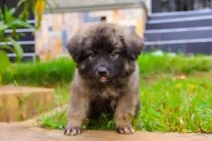 1-3 months Female Mixed Breed Caucasian Shepherd