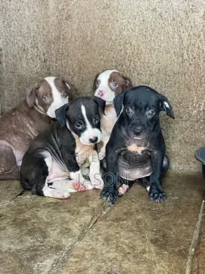 1-3 months Male Purebred American Pit Bull Terrier