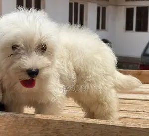 1-3 months Female Purebred Maltese