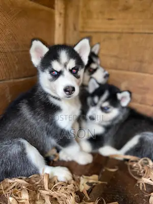 1-3 months Male Purebred Siberian Husky