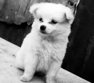 1-3 months Female Purebred Japanese Spitz