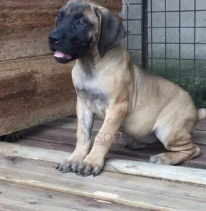 3-6 months Female Purebred Boerboel