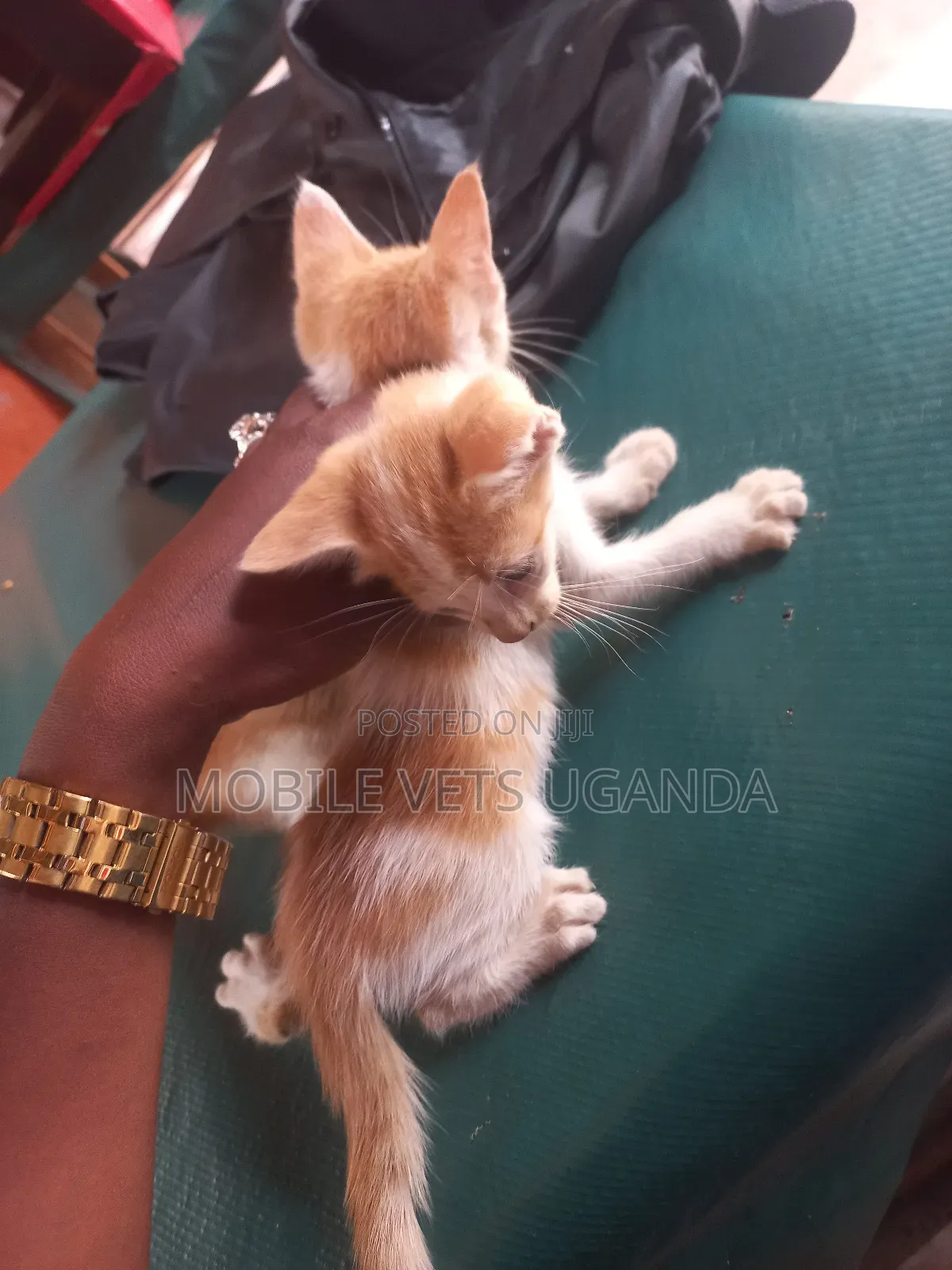 1-3 months Female Purebred Bengal