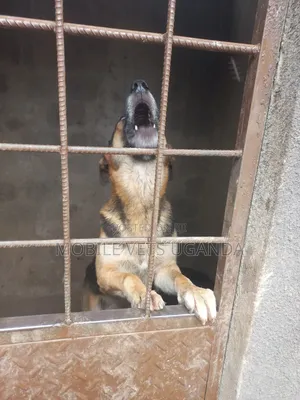 6-12 months Male Purebred German Shepherd