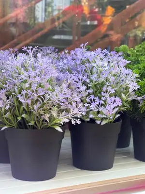 Tables Flowers and Plant's