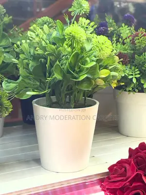 Office Flowers and Plant