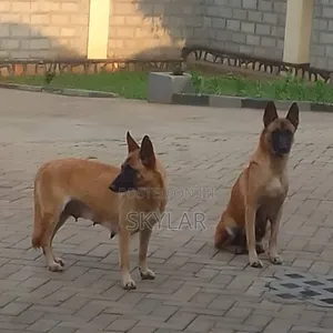 1-3 months Male Purebred German Shepherd
