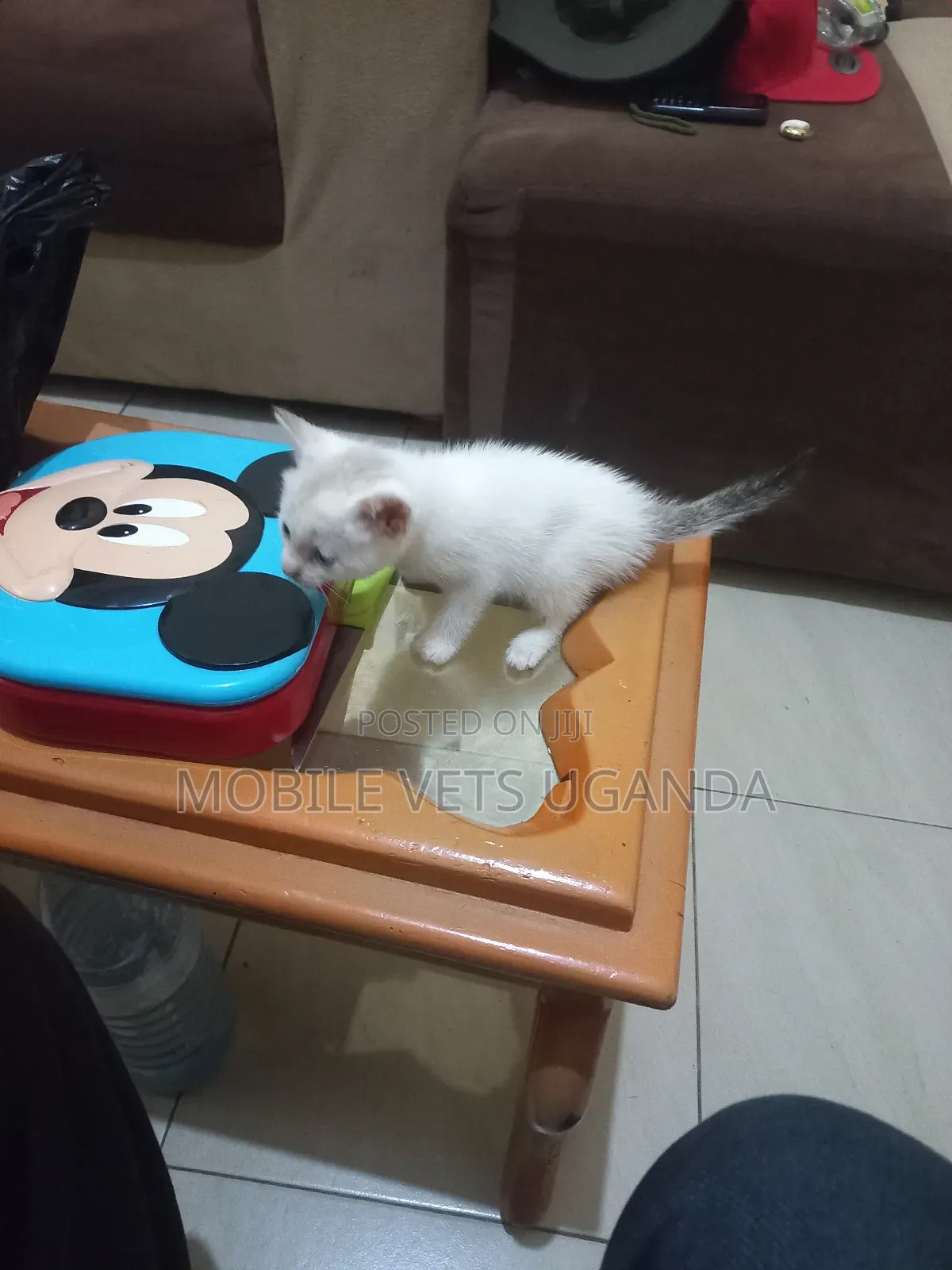 1-3 months Female Purebred Turkish Van