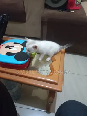 1-3 months Female Purebred Turkish Van