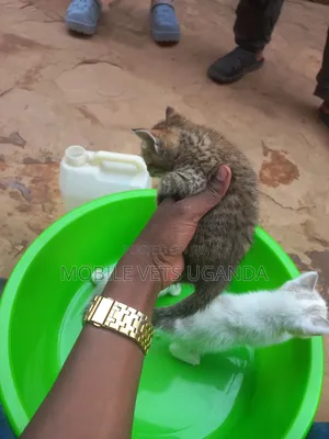 0-1 month Female Purebred Somali