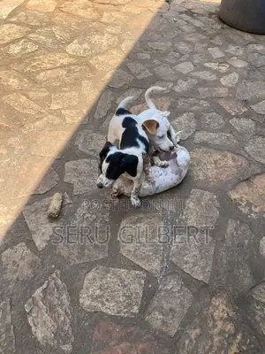 3-6 months Male Purebred Jack Russell Terrier