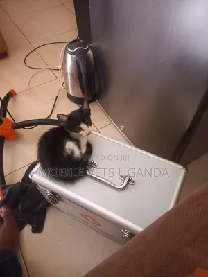 0-1 month Male Purebred American Bobtail