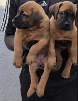 1-3 months Female Purebred Boerboel